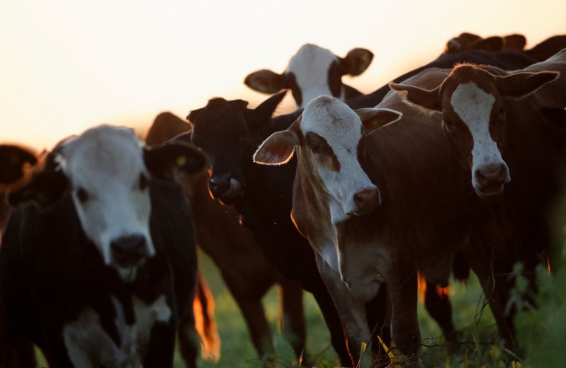 美國西南部乾旱影響到牛隻能覓食皫牧草地，從而推升牛價。示意圖。路透