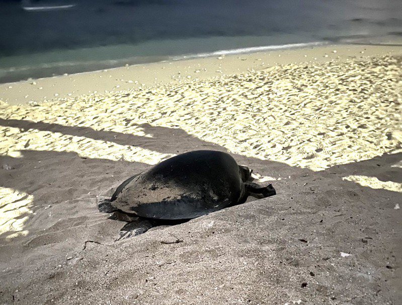 屏東琉球鄉蛤板灣沙灘今年2月發現了一組海龜爬痕，是隻從未被標記過的綠蠵龜，推測為新手媽媽，目前龜卵陸續孵出中，第一窩與第二窩平均有116顆，孵化率高達8成。圖／台灣咾咕嶼協會提供