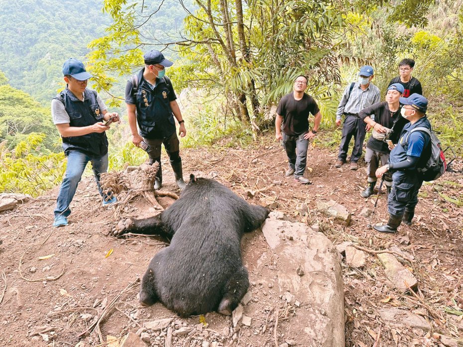 黑熊死亡示意圖。圖／東勢林管處提供