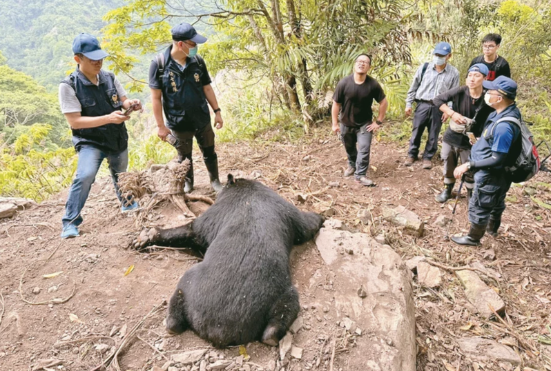 6月3日一隻繫放2個多月的台灣黑熊，在台中和平區山區遭陷阱套索受困死亡。 圖／東勢林管處提供