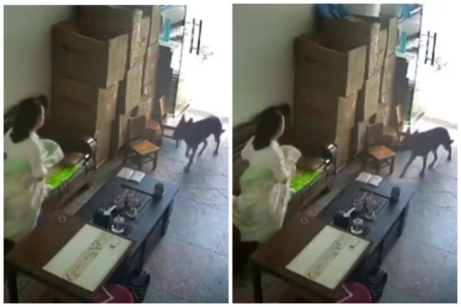 女子在自家一樓店面裡午睡，突然一隻大狼狗闖進來。圖取自微博