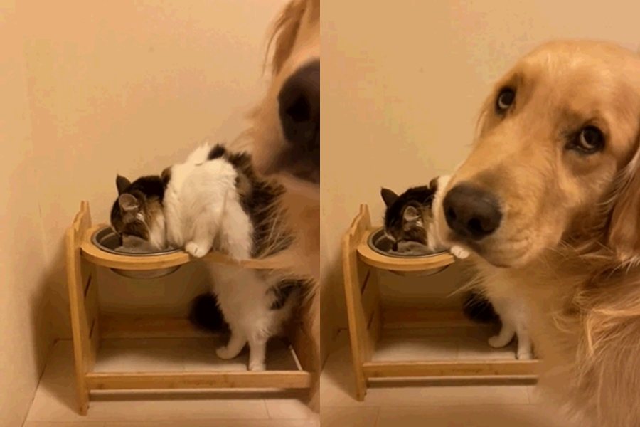 貓咪爬上阿金的碗架搶水喝。圖擷自推特/@maru20316