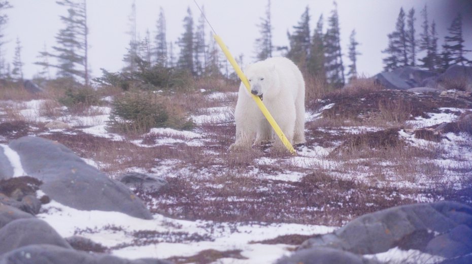 北極熊餓到啃塑膠。圖／東森新聞提供