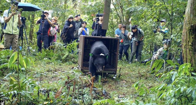 今年5月一隻2歲大的台灣黑熊，在花蓮卓溪鄉苦茶園誤中套索受困獲救，經過照養恢復良好，由在地清水部落命名為Lizuk Dumaz，今天到山區野放。圖／花蓮林管處提供