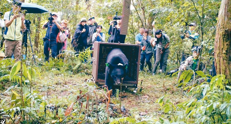 今年5月一隻2歲大台灣黑熊在花蓮一處苦茶園誤中套索獲救，照養後恢復良好昨野放。圖／花蓮林管處提供