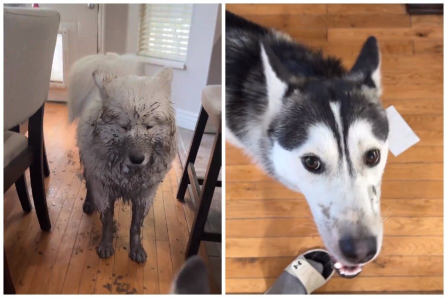 飼主讓她剛整理乾淨的薩摩耶犬和哈士奇單獨一起玩，結果弄得滿身泥巴髒兮兮。圖取自微博