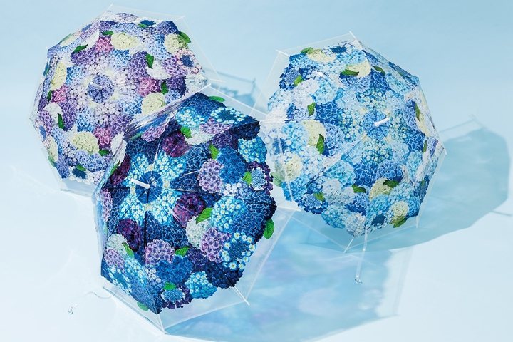 夢幻無比的繡球花傘，在北海道到四國地區的知名繡球花景點都有機會免費租借。 圖／F...