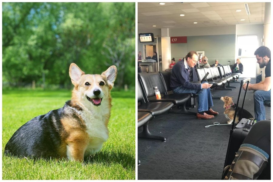 柯基在機場親近一名剛痛失愛犬的陌生旅客，主動上前給予慰藉。圖取自IG