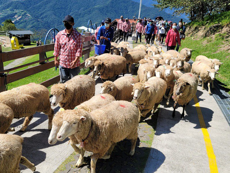 圖為南投清境農場綿羊群。記者賴香珊攝影／報系資料照