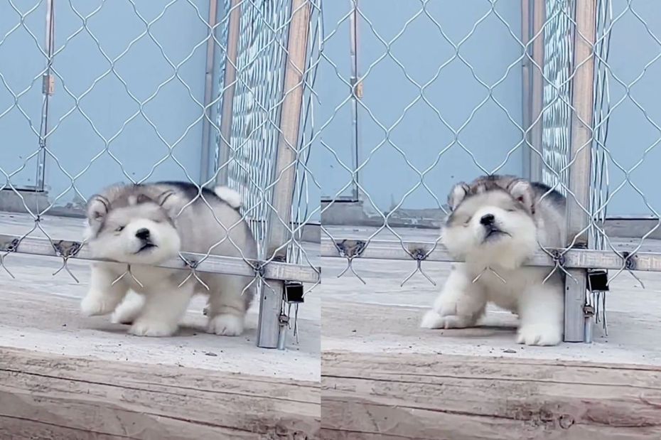 肥嘟嘟的阿拉斯加雪橇幼犬卡在鐵絲網縫隙中。（圖／翻攝自微博）