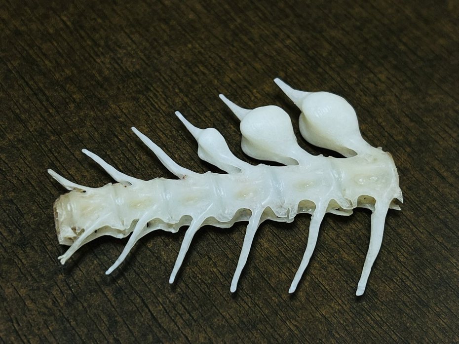 一名網友貼出自己吃剩的魚骨照片，從照片可以看到魚的骨頭上面有三個球狀的骨頭，吸引不少網友好奇這個構造是怎回事，公布解答令人相當吃驚，這可是泳速非常厲害的魚才有的身體印記。
 (圖/取自推特)