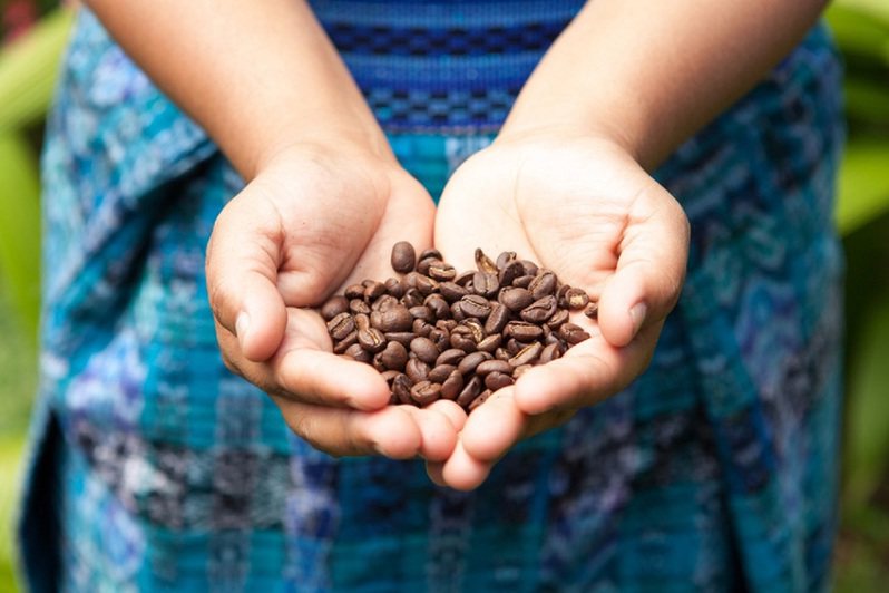 宏都拉斯的重要農產品咖啡豆，在宏都拉斯總統訪華期間獲准出口中國大陸。台灣高鐵／提供