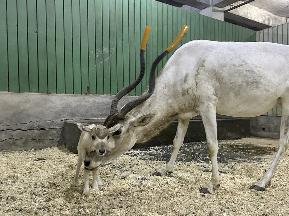台北動物園5歲的雌性弓角羚羊「依衫」，2日產下一隻雄性弓角羚羊寶寶。圖／動物園提供