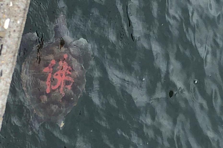 網友發現一隻海龜背人遭人噴漆寫上大大的「佛」字，懷疑是宗教團體放生行為，氣到痛批是無腦行為。圖擷自《爆料公社》