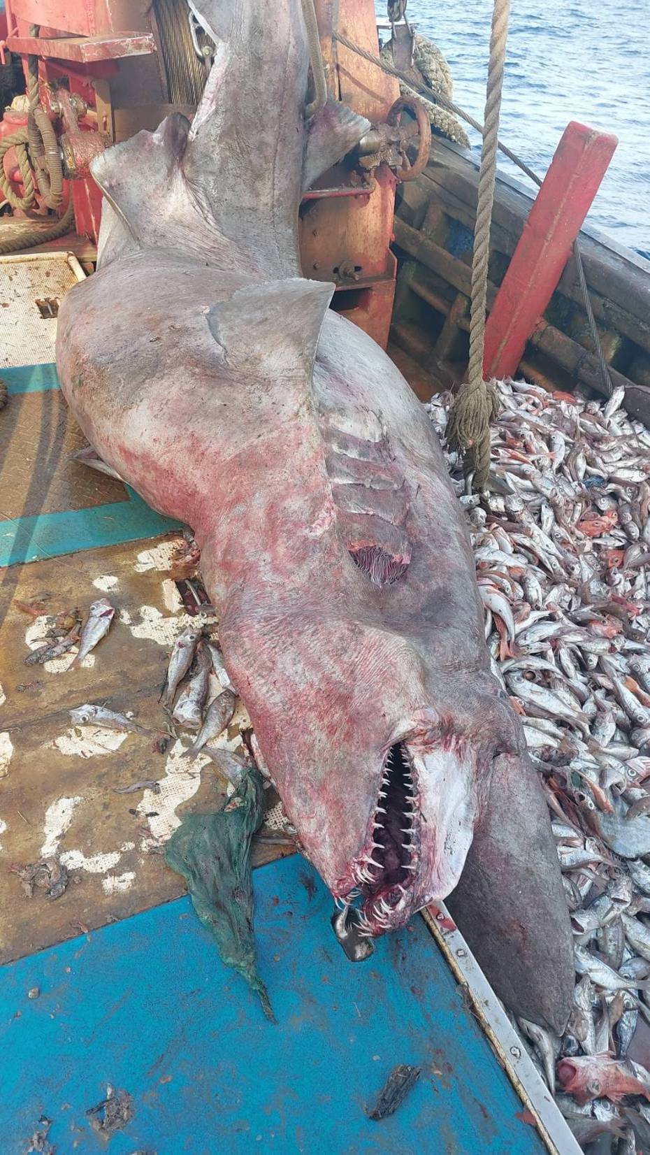 這尾哥布林鯊被底拖網捕獲，許多網友抨擊底拖網破壞生態，專家表示哥布林鯊被混獲的情況不算罕見。圖／蘇澳區漁會提供