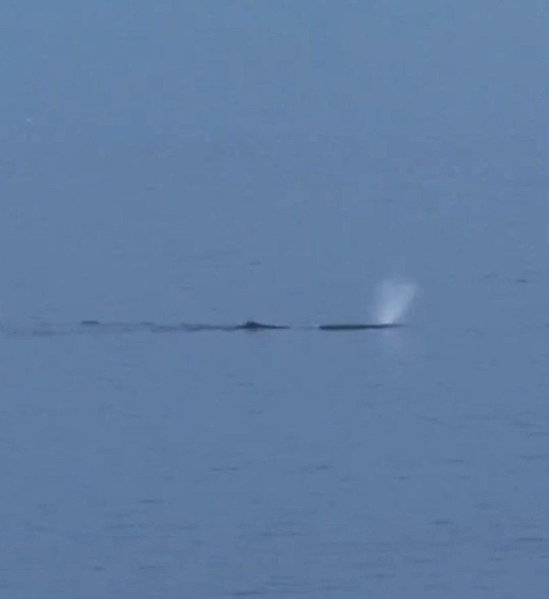 屏東離島小琉球近日被發現有鯨魚現蹤，噴出高高的水柱，有學者15日從畫面觀察，研判為抹香鯨。（大福航運提供）中央社