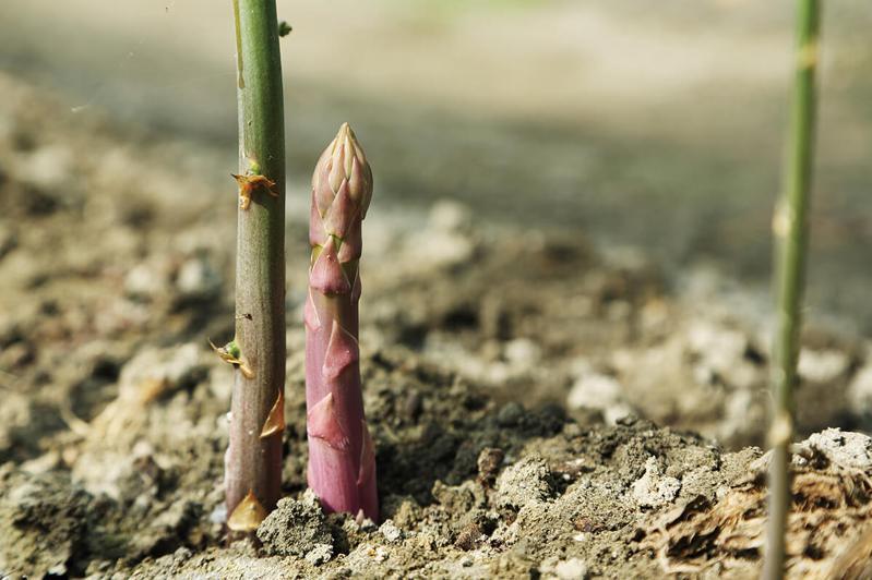 蘆筍為長年生，需培育兩到三年才能採收。圖為正冒出頭的紫甜蘆筍。
