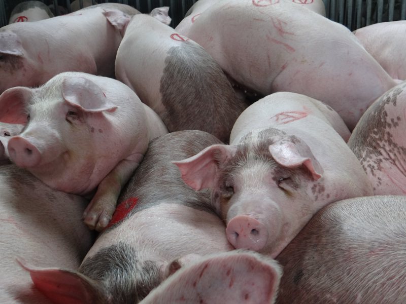 端午豬肉需求高峰期，加上去年豬量大減，很多人擔心豬價暴漲，雲林肉品市場指因政府補助進口豬肉，所以目前市場呈現「缺豬不缺肉」。記者蔡維斌／攝影
