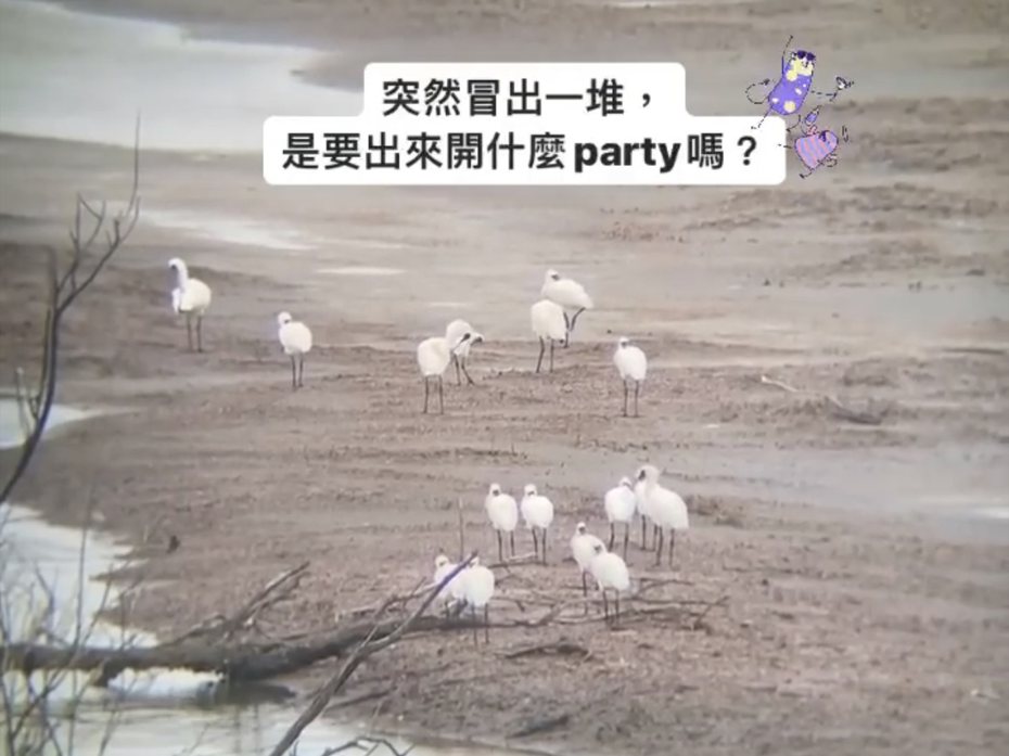 嘉義鰲鼓濕地森林園區在台灣夏至前5天，昨早9點多17隻黑面琵鷺突冒出聚集觀海樓外溼地，像開party相當可愛。圖／翻攝自鰲鼓濕地粉專
