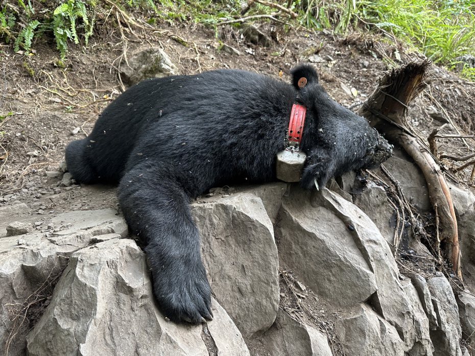 台灣黑熊僅剩數百隻，日前更有野放黑熊誤觸套索渴死，羅東林管處推動黑熊生態服務示範計畫，宜蘭首例地點卻選在從未有目擊紀錄的東岳部落。圖／林務局東勢林區管理處提供
