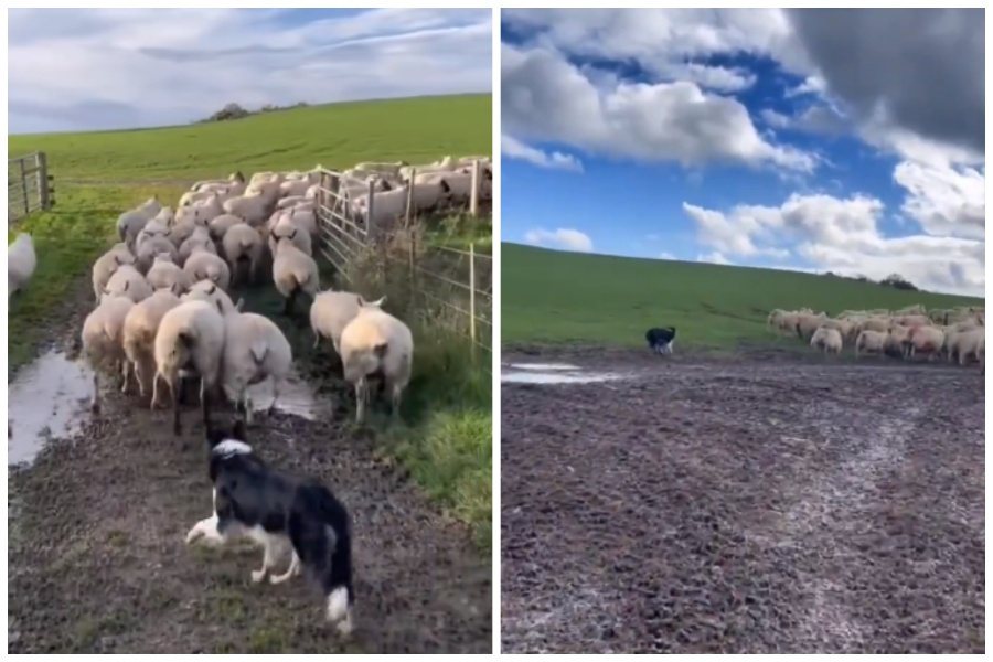 外國網友分享一隻邊牧牧羊的實況，遇到什麼難題都能迎刃而解。圖取自微博