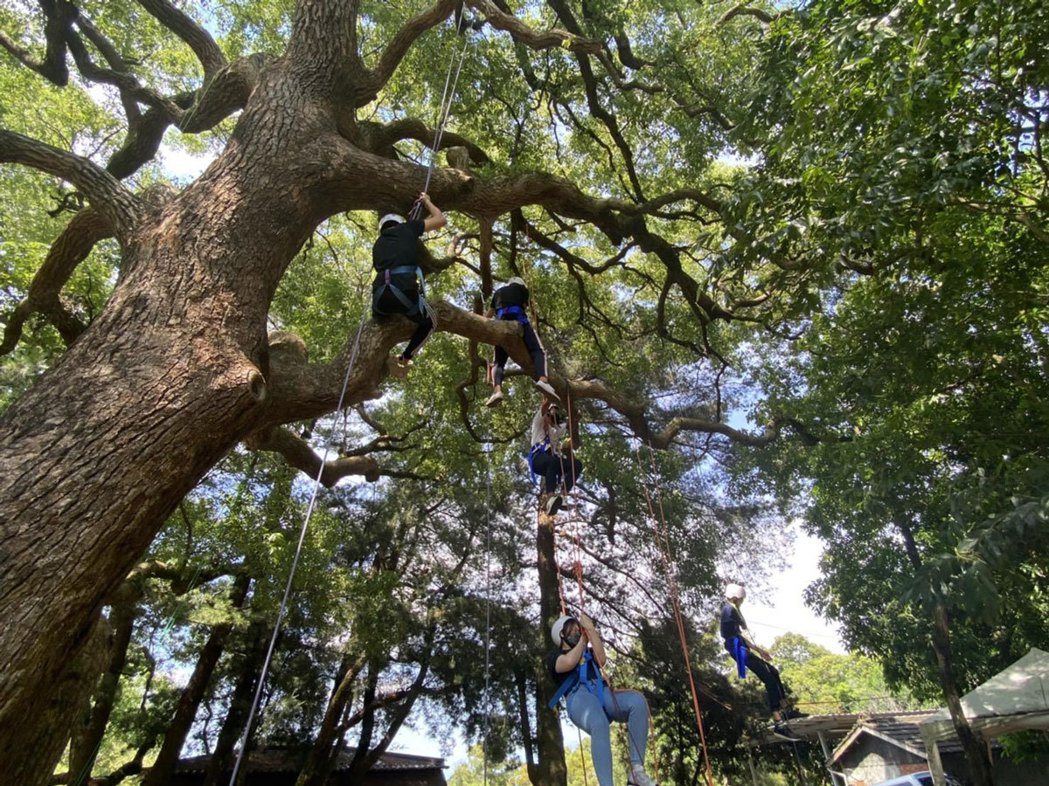 孩子們在沙連墩戶外冒險學校的攀樹活動，每一條攀爬繩索都是自行綑綁，若沒確保就會摔...