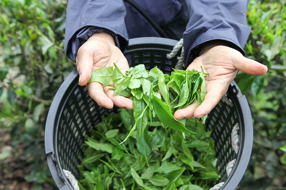 六龜山茶大多產於海拔一千公尺左右的環境，採自然農法野放種植，採收也以人工採菁。 ...