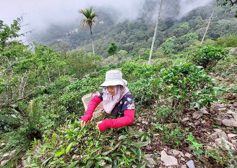 野生山茶需仰賴時間與土壤自然孕育，產量相當稀少。 圖／Naru攝影