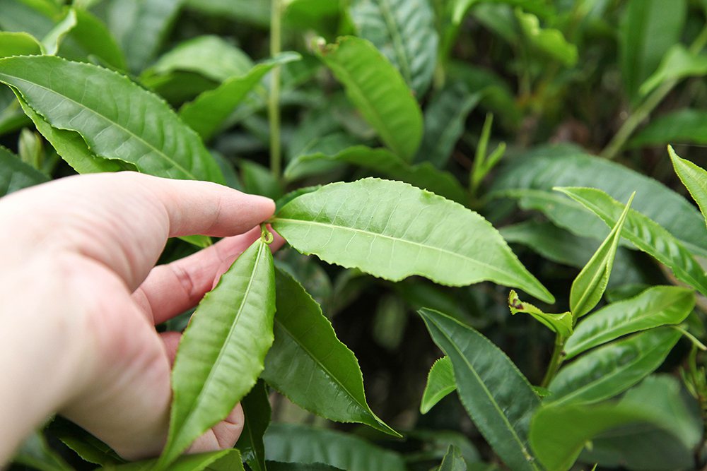 高雄六龜山區的原生山茶屬於喬木型的百年茶樹，有別於一般茶園採摘不易，產量相對稀少...