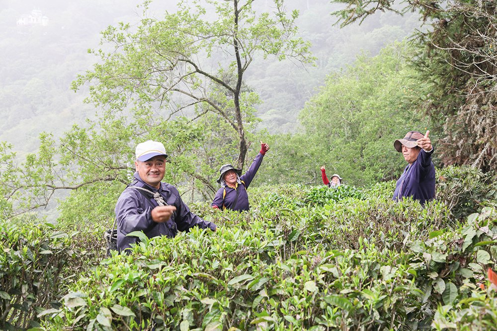 近年茶農從山林引種，將山茶種在半遮光的淺山坡地上，而六龜產的山茶多為友善耕作，與...