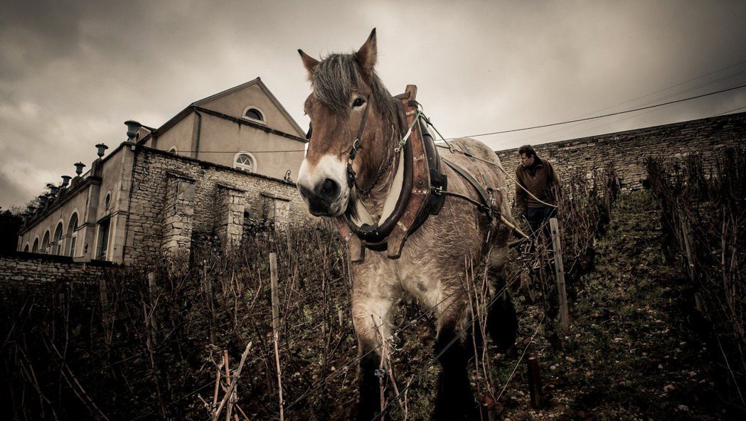 Château Gris莊園以馬匹在葡萄園間協助耕種，以自然方式降低耕種的碳足跡...