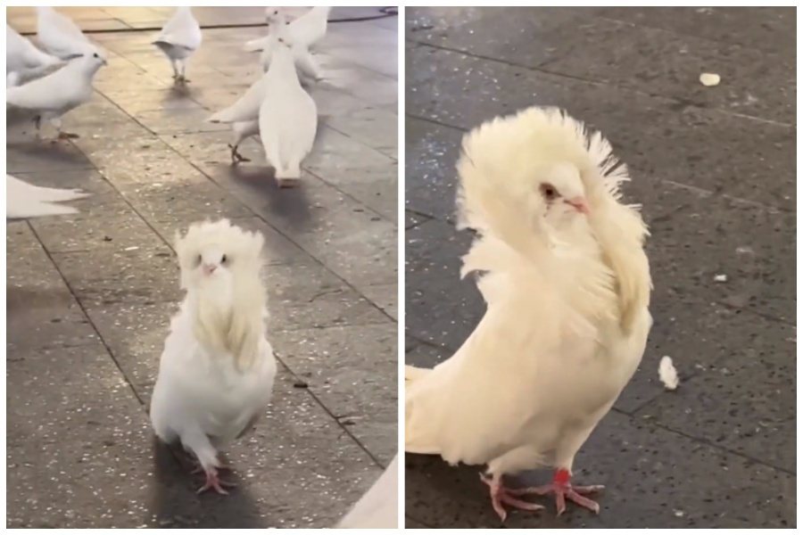 民眾在一群鴿子中發現一隻長相奇特的鴿子，頭頸擁有綻放的白毛，看起來格外雍容華貴。圖取自推特
