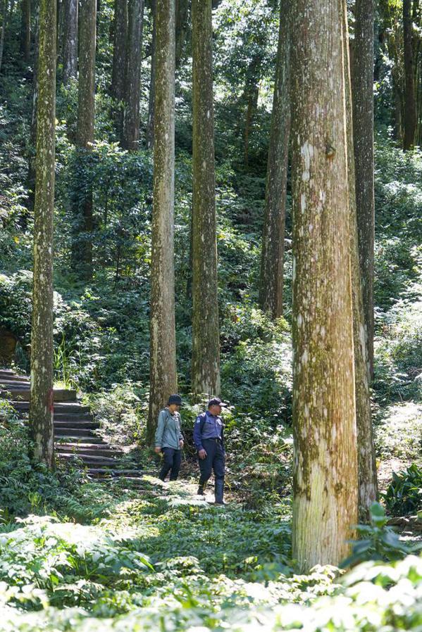 藤枝國家森林遊樂區「雲杉步道」。 圖／Cindy Lee攝影