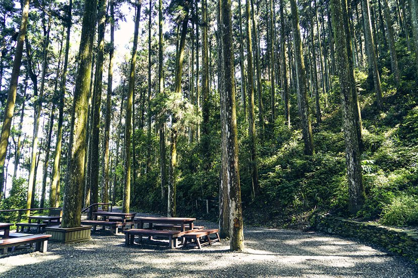 有「南臺灣小溪頭」之稱的藤枝國家森林遊樂區。 圖／Cindy Lee攝影