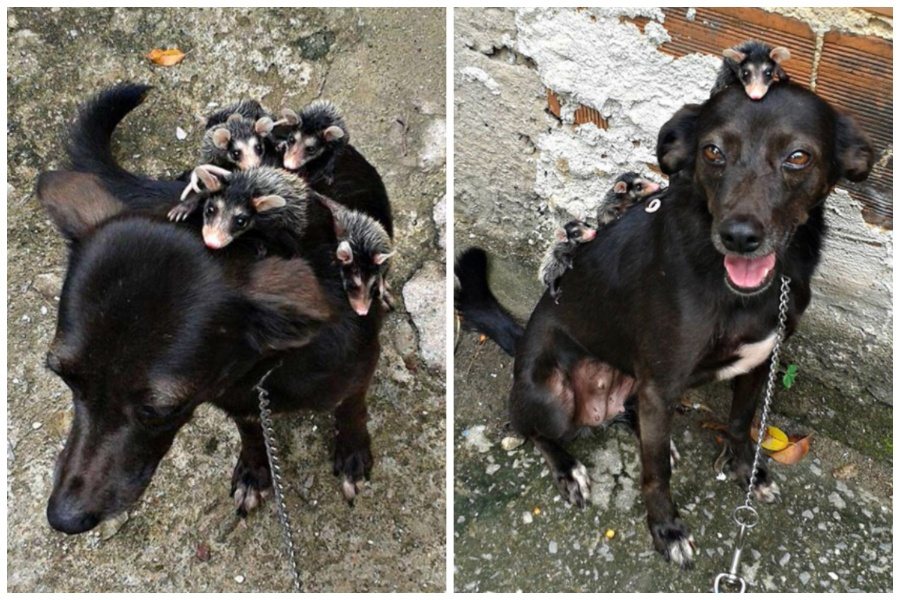 黑狗自告奮勇當上負鼠寶寶的繼母，載牠們趴趴走。圖取自臉書