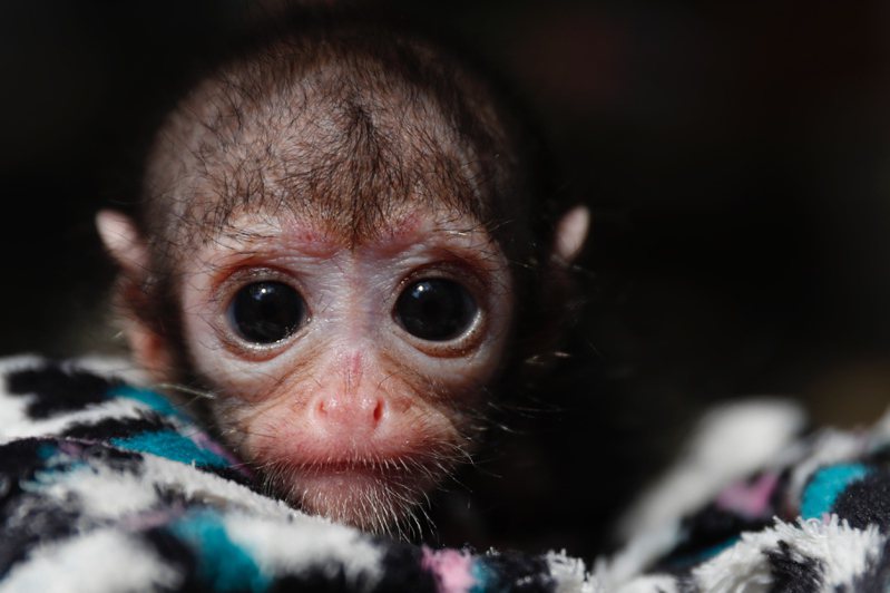 BBC報導，來自英國、美國，以及其他地區的上百名觀眾，會付費觀看印尼「虐猴者」以極殘忍手緞虐待幼猴的影片。照片為示意圖，非被虐猴。（歐新社）