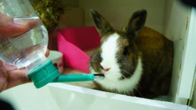 給兔子喝水到底要用什麼樣的飲水器呢？其實飼主必須觀察環境保持彈性最重要。（圖/社團法人台灣愛兔協會）