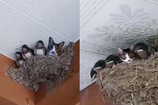 一隻貓咪和一群小鳥窩在鳥巢的畫面引來網友討論。圖/@Solocuriosos_1