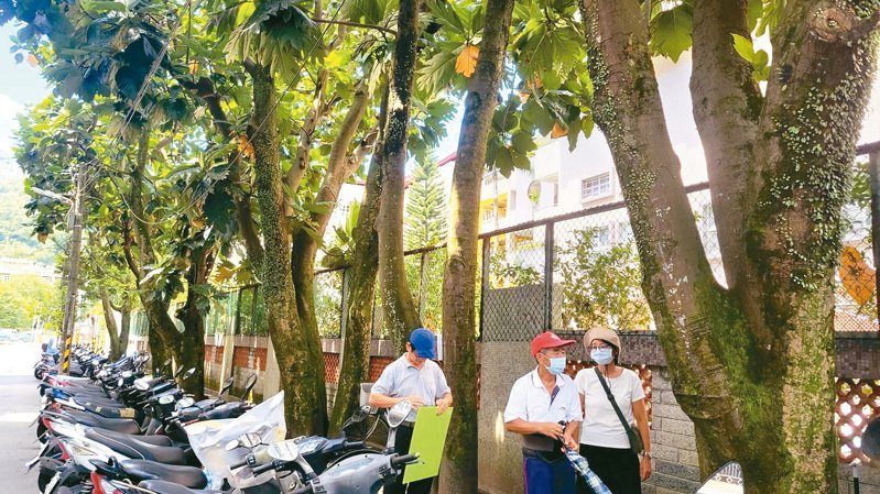 新店青潭國小有6棵約67歲的麵包樹，但其中3棵被樹保委員認為是「等勢幹」，恐會斷裂造成公安問題要移除。記者江婉儀／攝影