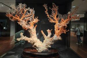 台北故宮博物院收藏一株從基隆打撈上來的500年桃紅珊瑚樹，整體寬高分別為90與57公分，珊瑚枝最寬直徑17.5公分，重達25公斤。記者黃瑞典／攝影