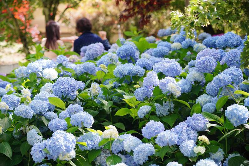 福壽山農場正值貓耳葉菊、繡球花盛開的季節，恰逢端午連假，不少民眾紛紛前往遊憩避暑。圖／福壽山農場提供