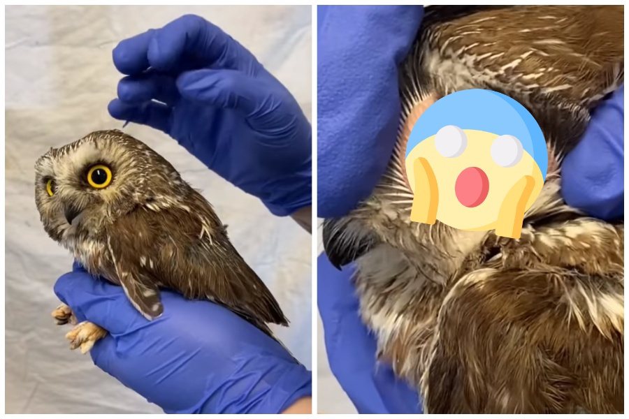 獸醫撥開羽毛秀出貓頭鷹的耳朵模樣，畫面令人吃驚。圖取自臉書