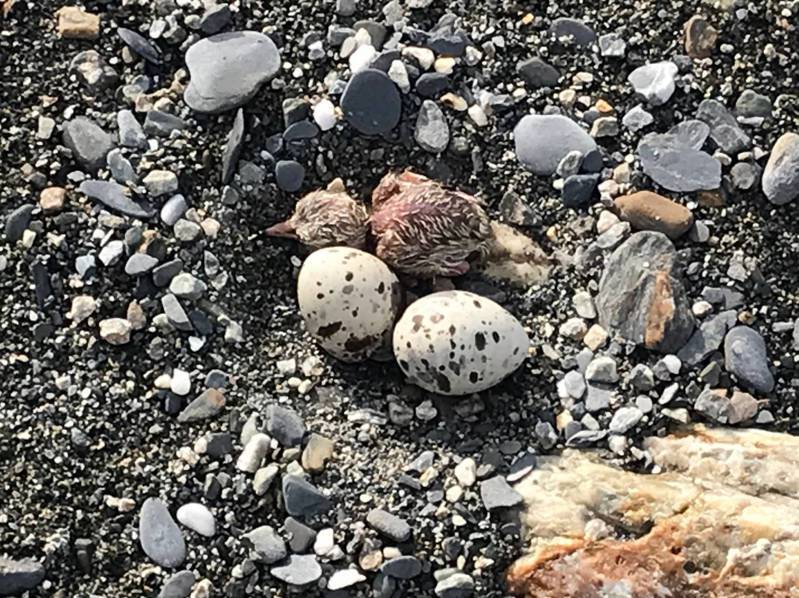 宜蘭南澳南溪沙洲的小燕鷗孵化出生，今年少了沙灘車人為干擾，應該可以提高孵化率。圖／台灣偏鄉生態物種保育暨復育協會提供