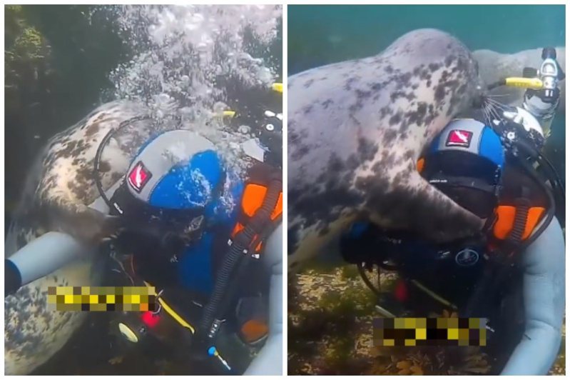 海豹看到潛入海底的潛水員，誤以為他溺水了，拚命想拯救。圖取自微博