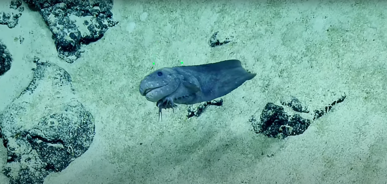 海洋探險隊的攝影機日前拍到一段影片，一隻神秘的深海魚就像是小狗一般，發現攝影機在拍自己竟然露出微笑並翻肚，就像是要拍攝者揉揉自己一樣，模樣相當可愛。 (圖/取自影片)