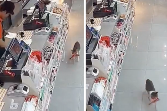 監視器畫面裡一隻虎斑貓從收銀台底下逃過店員的眼睛。圖/翻攝自微博