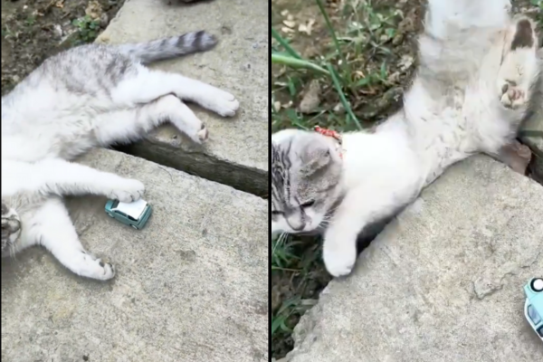 網友們笑說影片中貓咪的舉動簡直像是在製造自己被玩具車撞倒的假象。圖/翻攝自微博