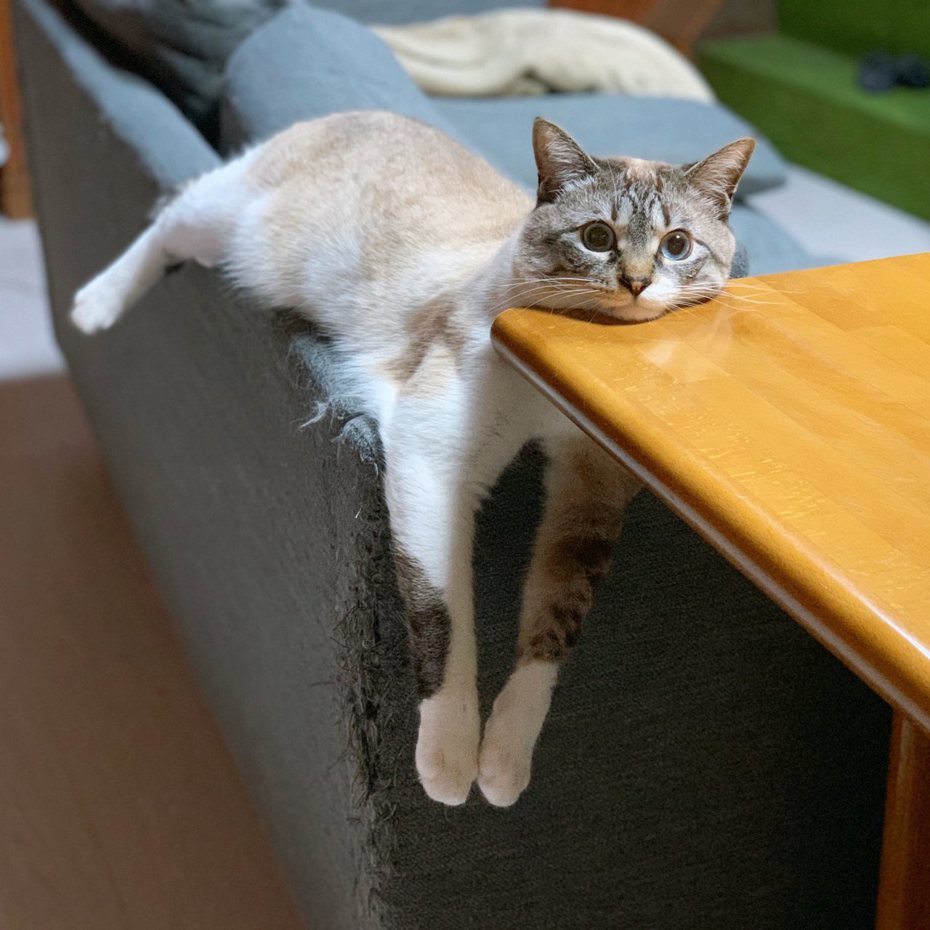 寵物貓Kome常常用奇怪的姿勢休息。圖擷自推特@0818kome