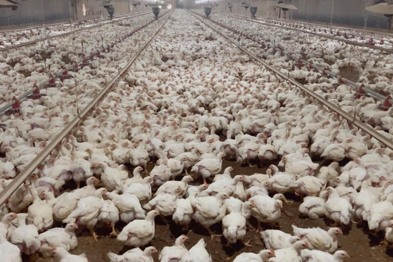 中國大陸每年消耗逾40億隻白羽肉雞，但白羽肉雞祖代種雞絕大多數仍得從歐美引進。美聯社