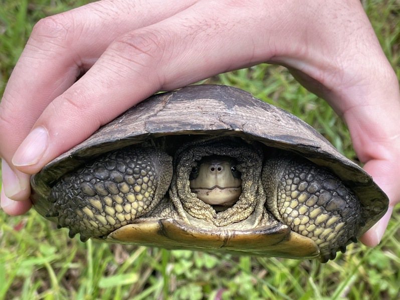 太魯閣國家公園內山月村大廳，日前發現一隻可愛烏龜，經辨識確認為瀕臨絕種的一級保育類柴棺龜。圖／山月村提供